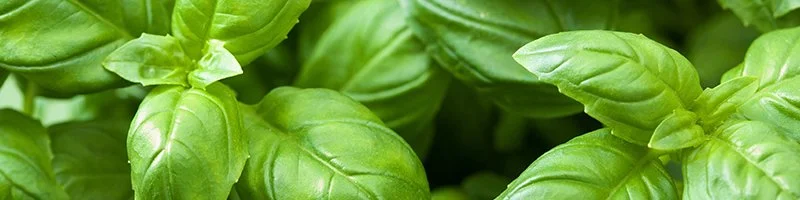 800x200-basil-desktop.jpg