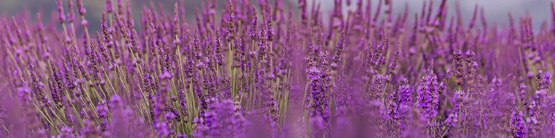 800x200-lavender-anchor.jpg