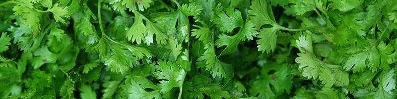 800x200-cilantro-desktop.jpg