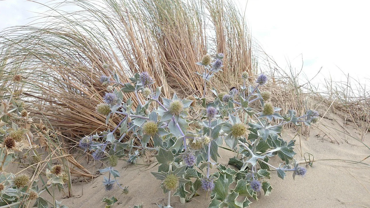 Picture of seaholly flowers in sand dunes at the beach
