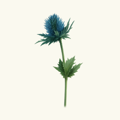 Image of a seaholly flower