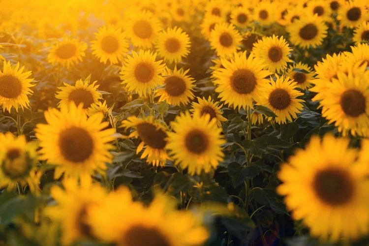 [Webinar] How To Start Niching When You Don't Know Where To Start