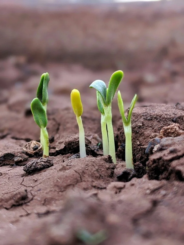 How do I price if a client is growing rapidly?