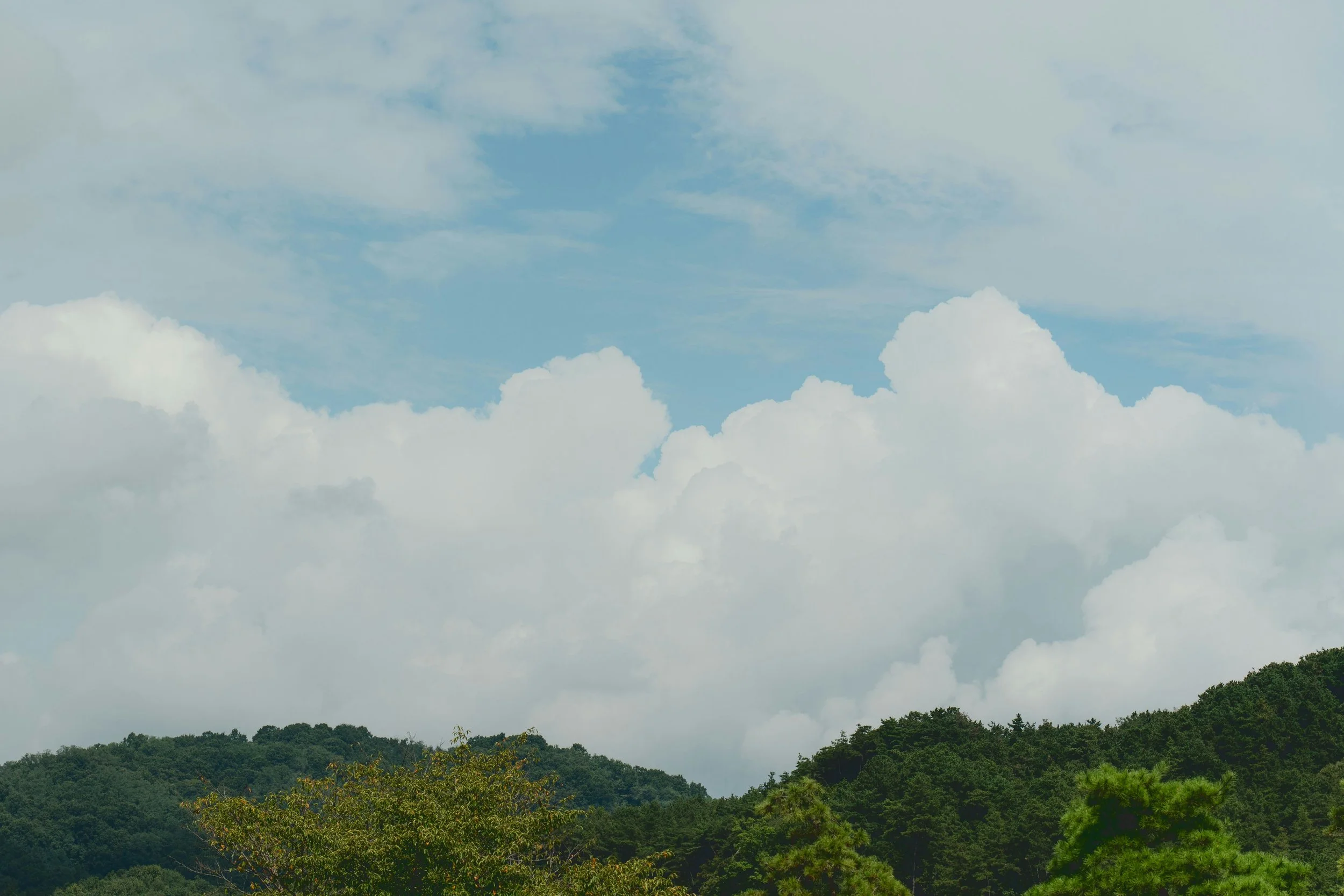 eco tours whitsundays sky trees