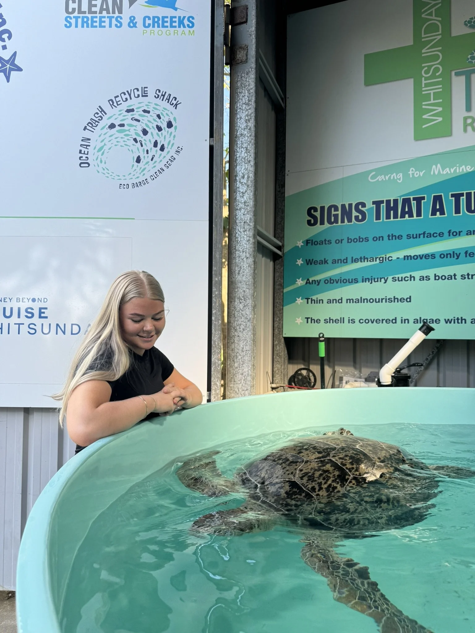 sea turtle rescue centre green sea turtle