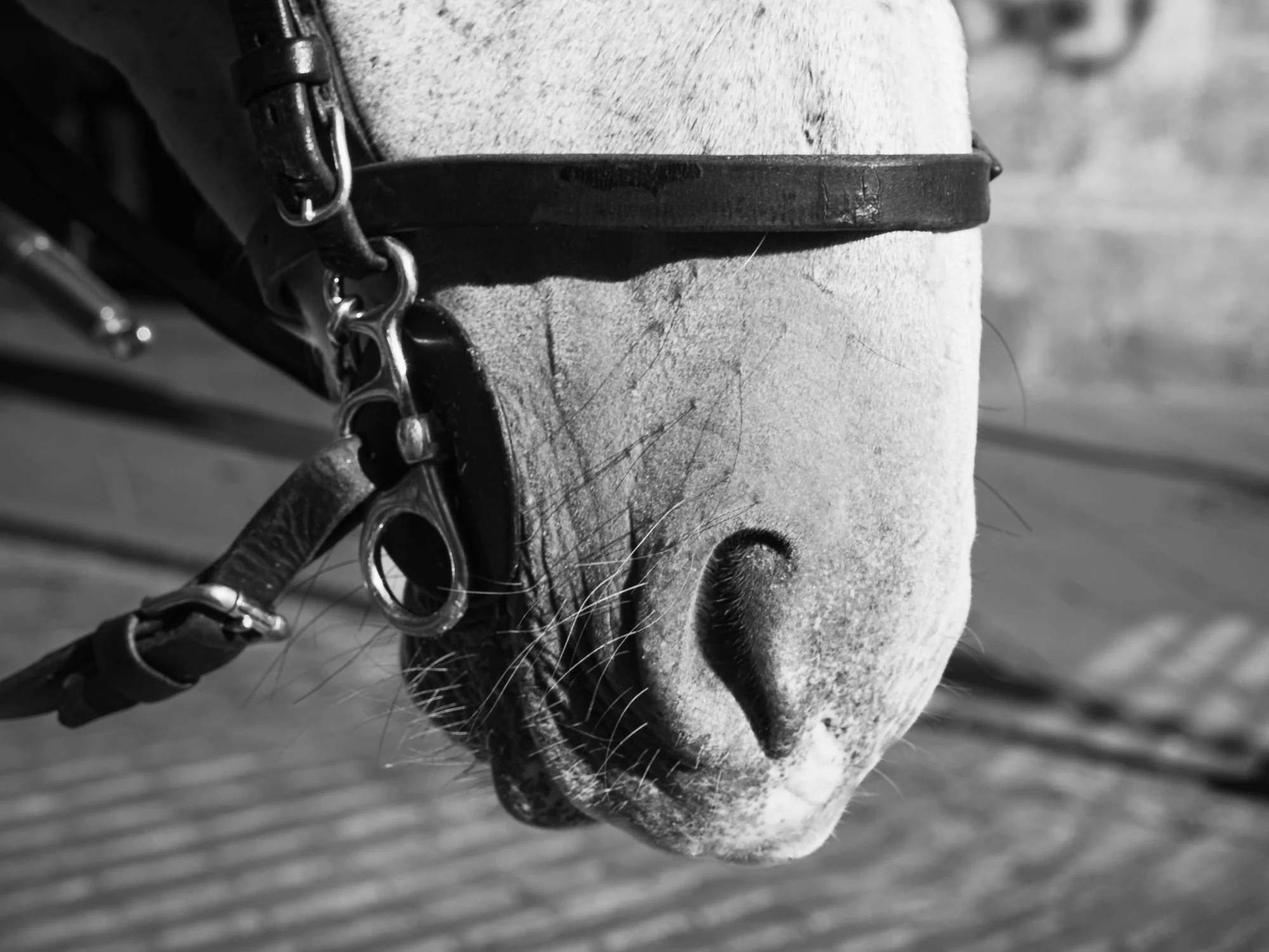 The beauty is in the details. By moving in close and focusing on the monochrome, I wanted to strip the scene down to its most raw elements, the grain of the leather, the individual textures, and the quiet strength of Seville&rsquo;s carriage horses. 