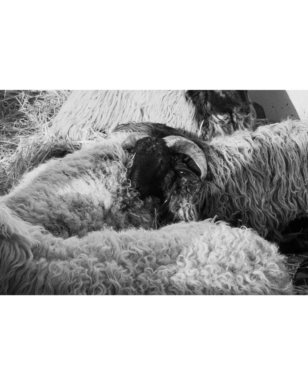 A quiet moment amidst the bustle of the fair. Some scenes are worth pausing for.

Un momento tranquilo en medio del bullicio de la feria. Algunas escenas merecen una pausa.