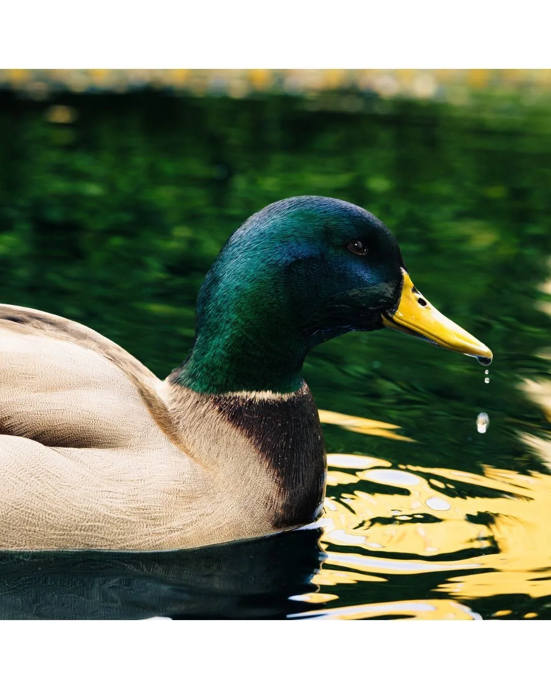 The light in the Alc&aacute;zar gardens is perfect for catching these small details. I spent a while watching this mallard, from the water droplets on its beak to its quiet moments preening. It is a nice reminder to slow down and look closer.

La luz