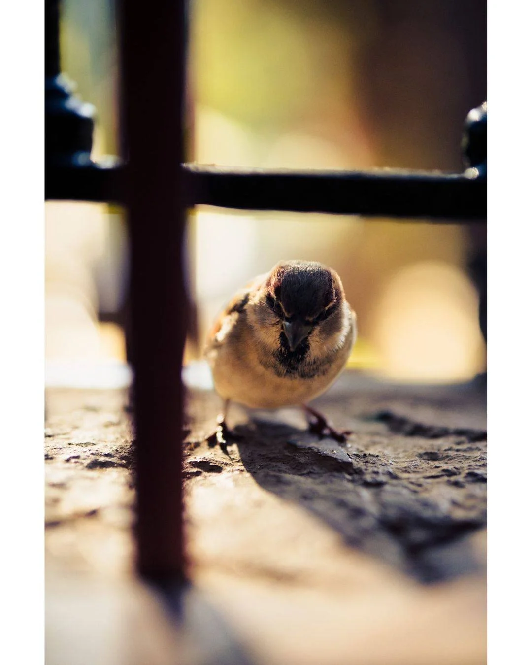 When human subjects are lacking, nature takes their place. These little sparrows are surprisingly patient models if you sit still long enough. I have enjoyed treating these as tiny portraits while exploring the gardens.

Cuando faltan sujetos humanos