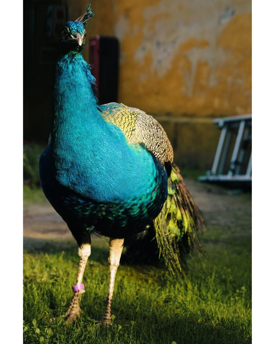 Continuing with the theme of treating nature like a portrait session. These peacocks at the Alc&aacute;zar have such a regal presence that it feels only right to approach them with the same focus on light and detail as any other subject.

Continuando