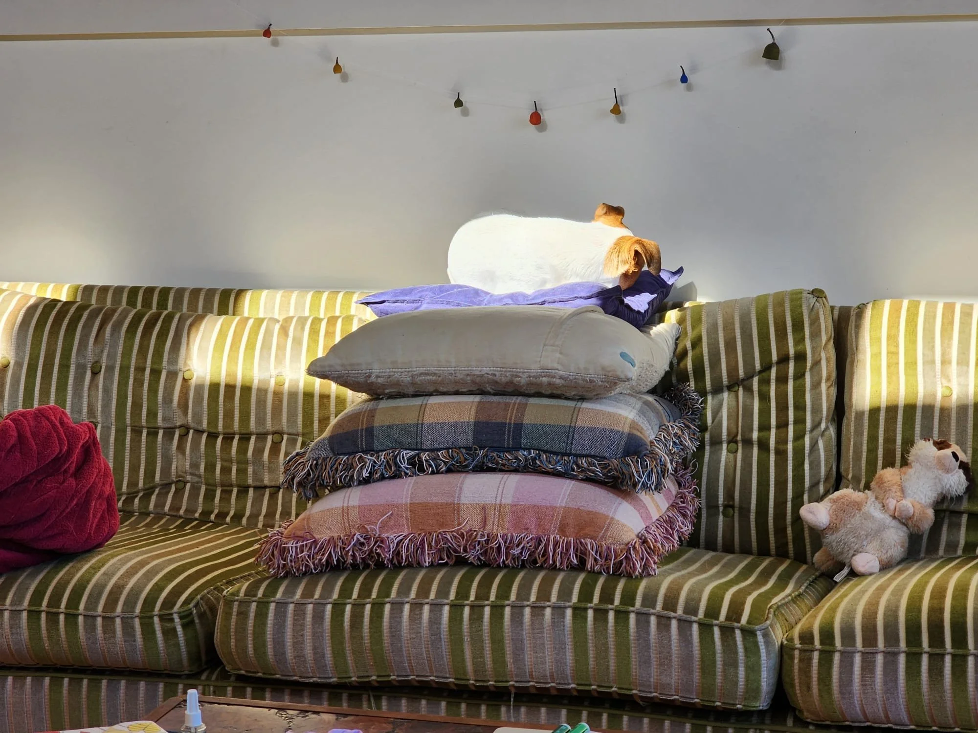 A green striped sofa stacked with four pillows, with a small dog lying on top of the pillows and a plush toy on the right side of the sofa. A string with colourful gumnuts decorates the wall above the sofa.
