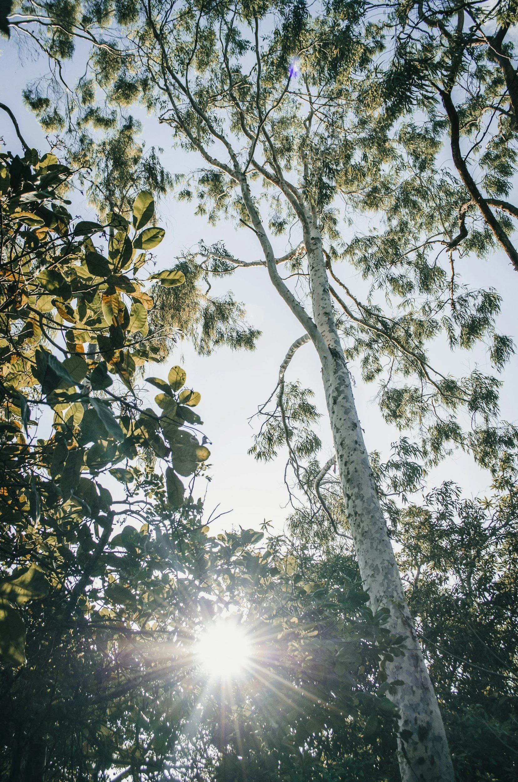 Looking up at tall trees with sunlight filtering through the branches and leaves.