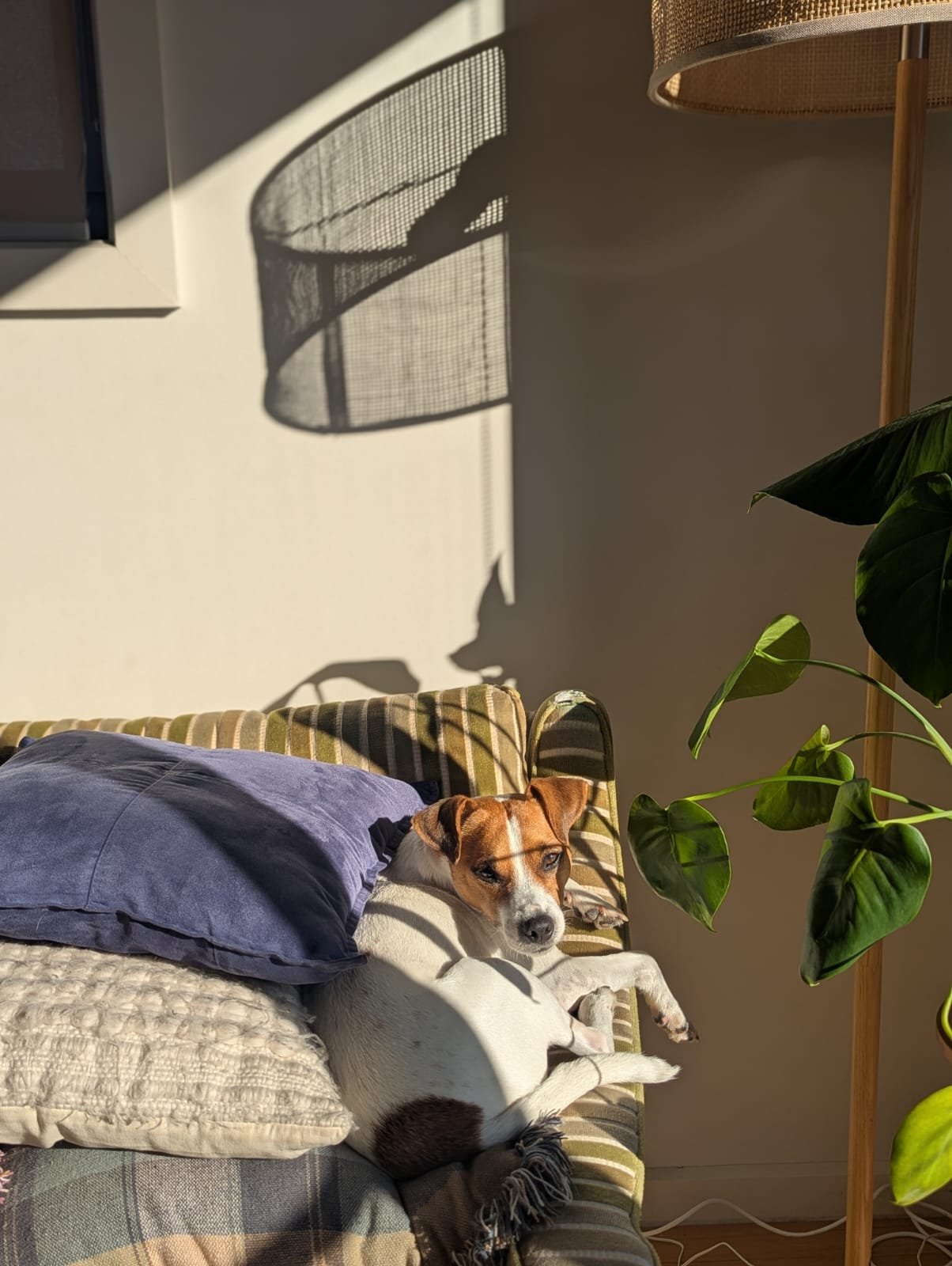 A dog lying on a striped couch, partially covered by a dark pillow, in sunlight casting shadows of a lamp and a window on the wall. A large green leafy plant is in the foreground.