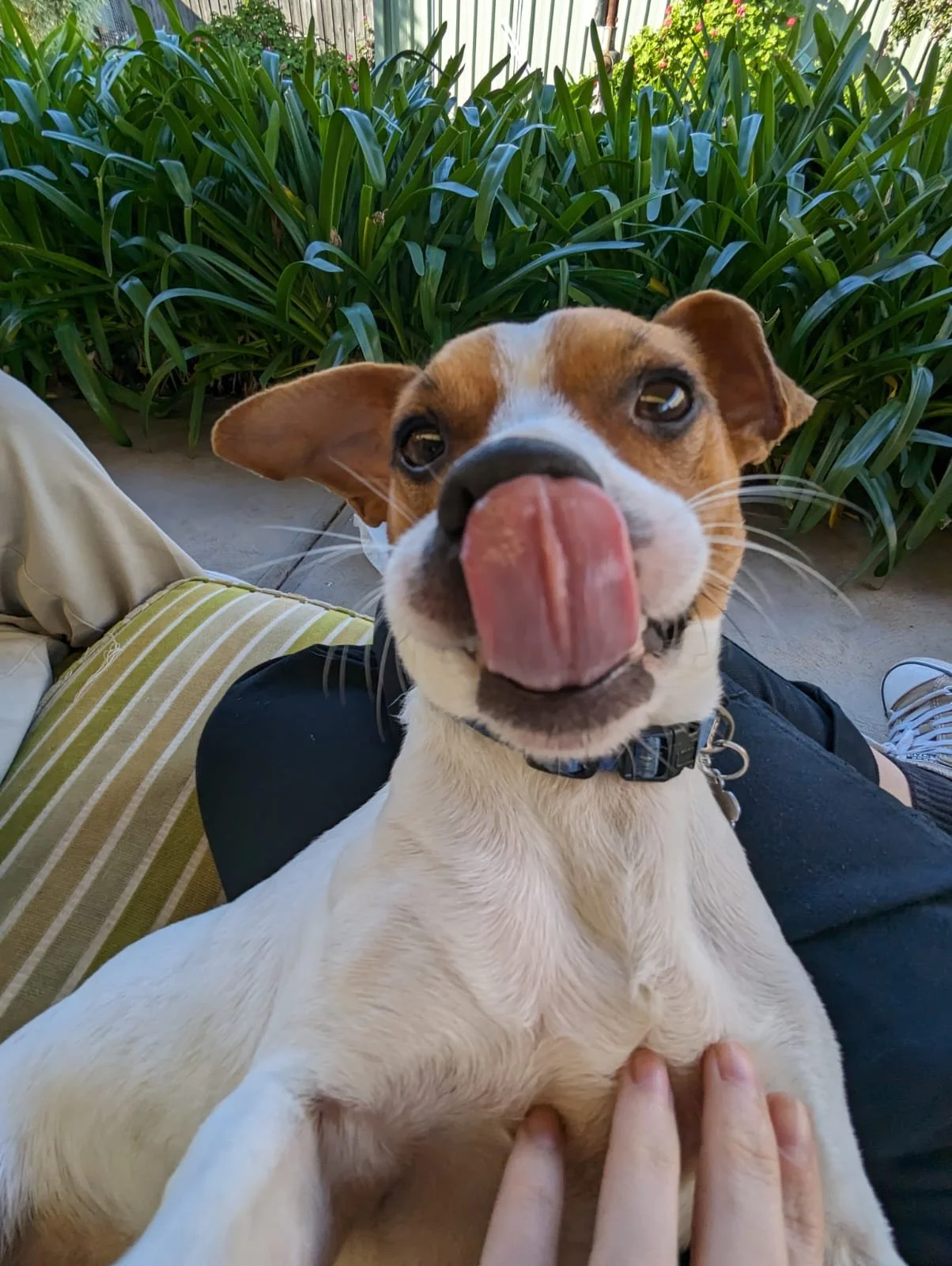 A small jack russell, sitting on a person's lap outdoors, with greenery and plants in the background. The dog is licking its nose and looking at the camera.