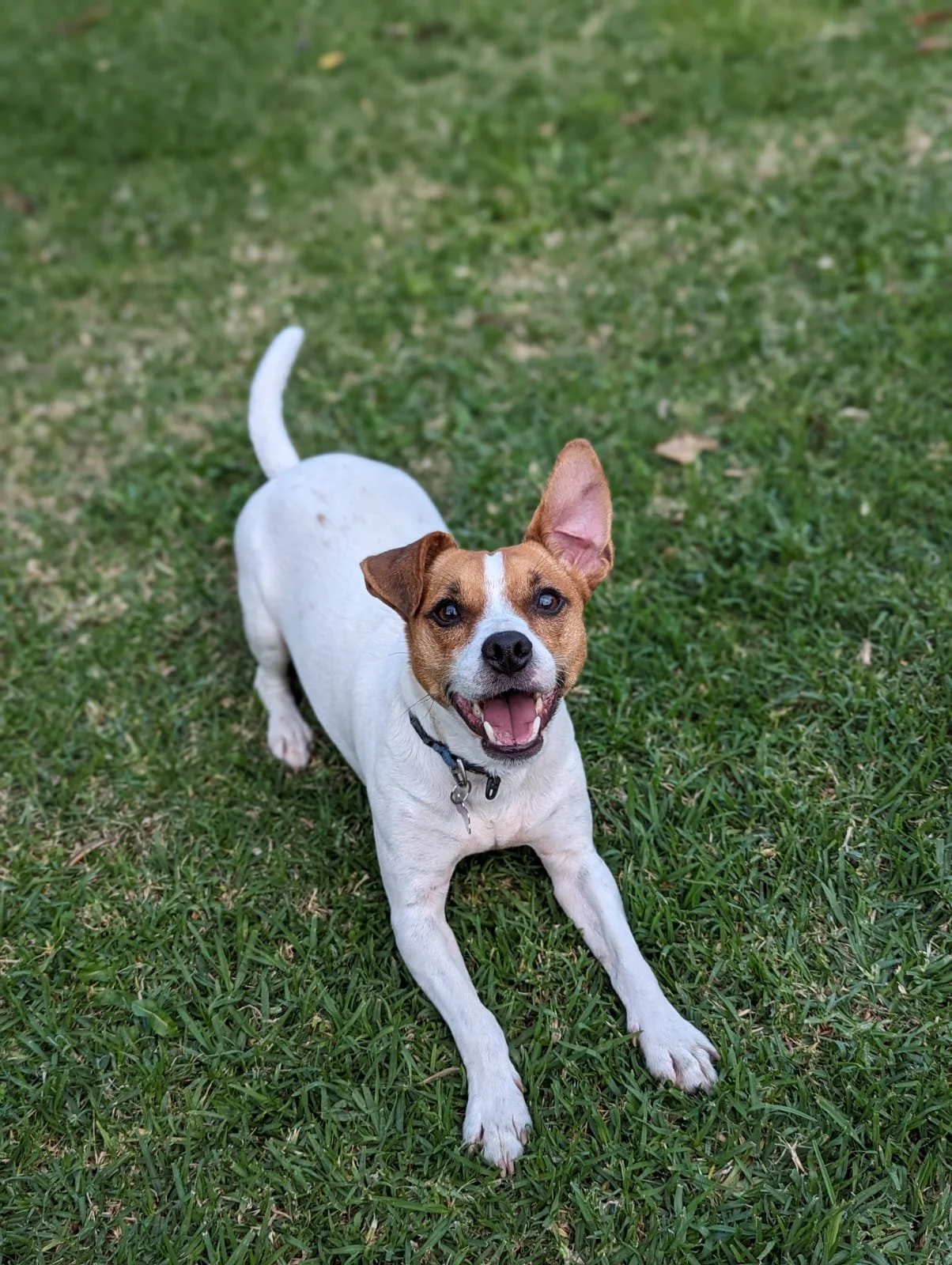 Happy small dog lying on green grass, with one ear perked up, mouth open, and tongue slightly out.