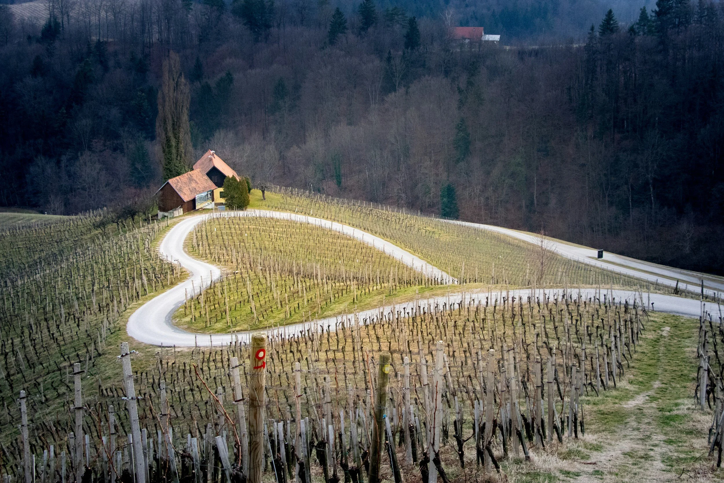 A winding road through a vineyard with leafless vines, a house and a barn on a hillside, and a wooded forest in the background.