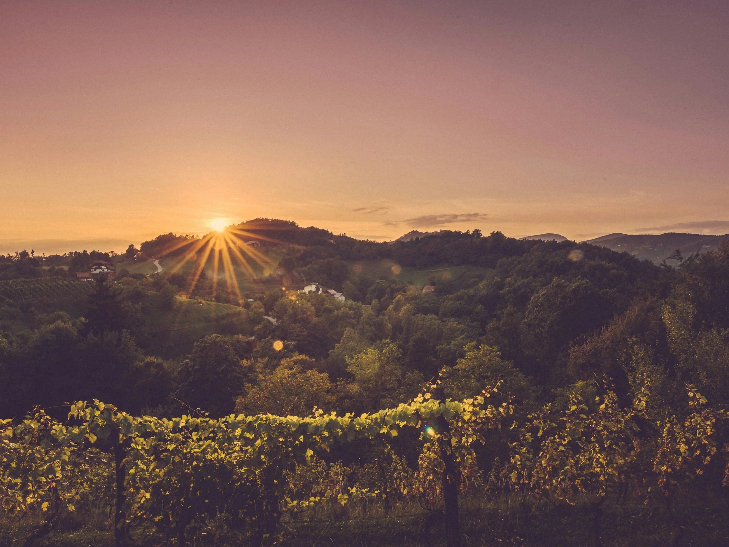 Sunset over a rolling hillside with trees and houses, with the sun shining through the horizon.