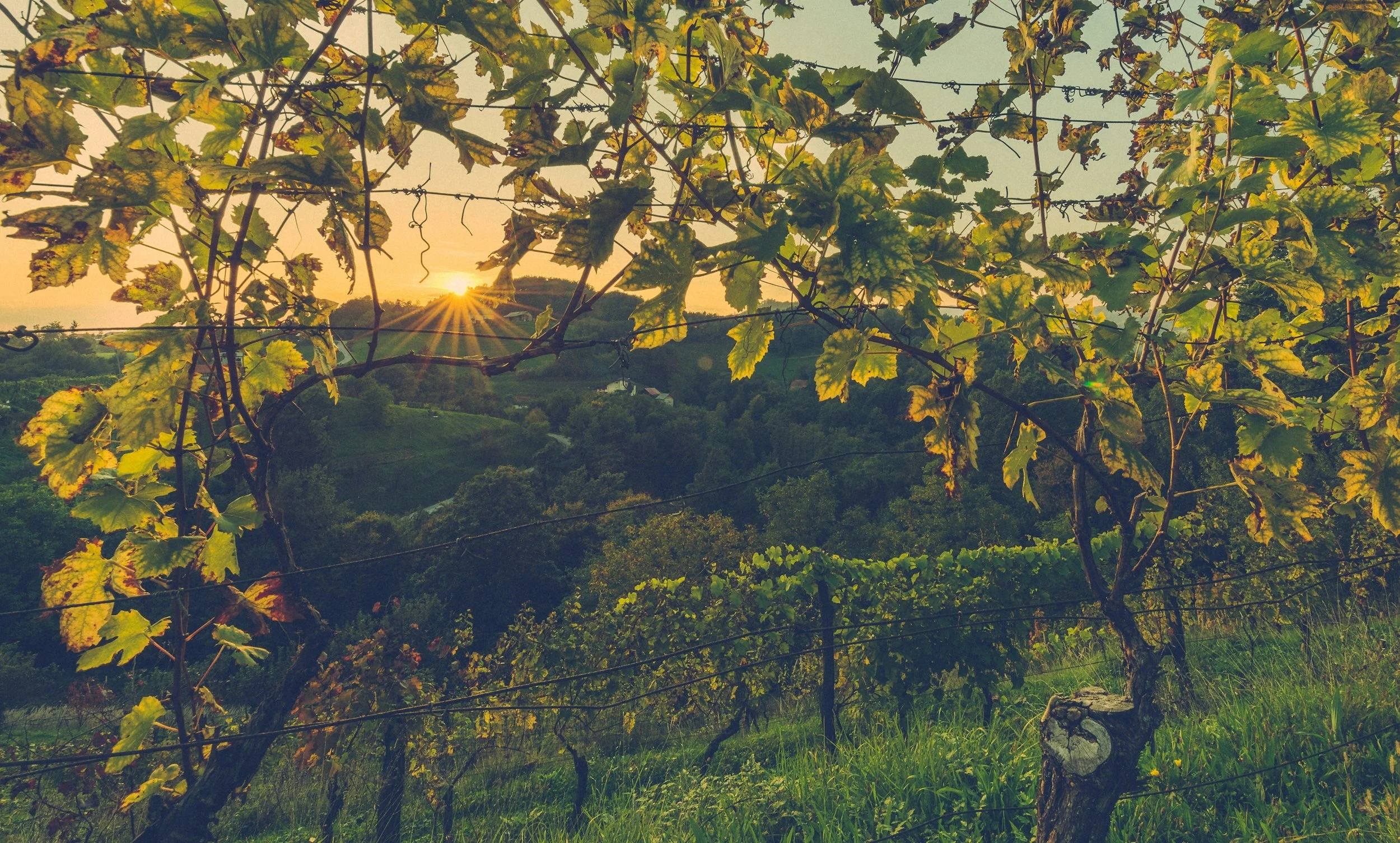Sunset view through vine leaves on trellis, overlooking lush green valley with trees and distant houses.