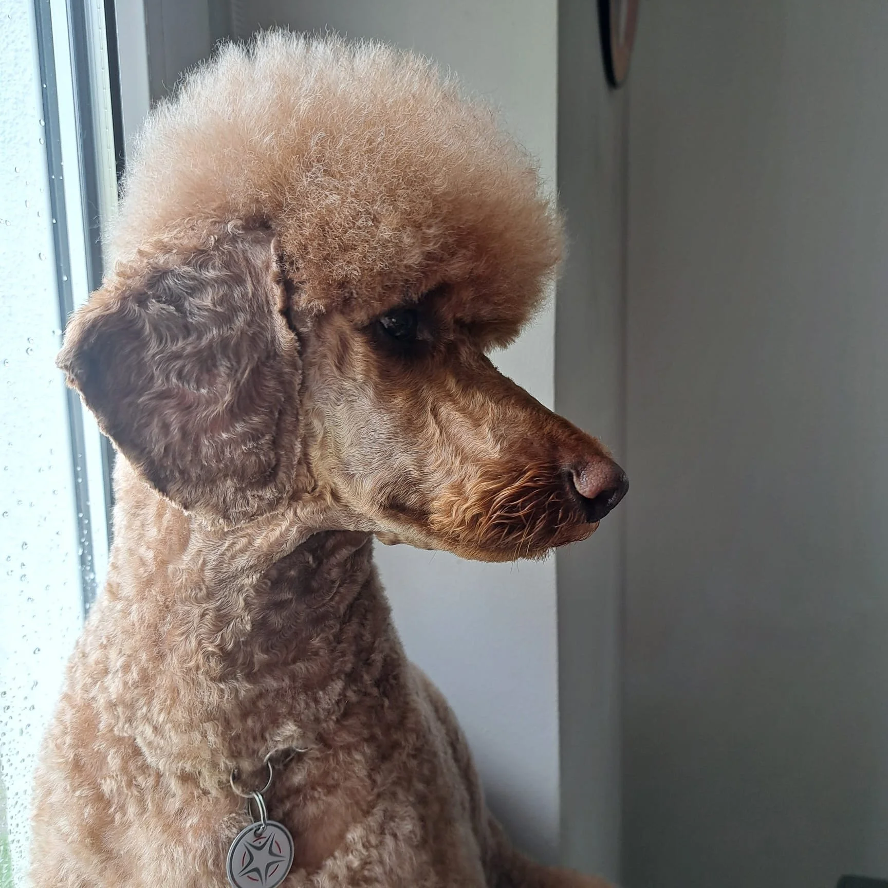 Hundefriseur Yveta 26.JPG