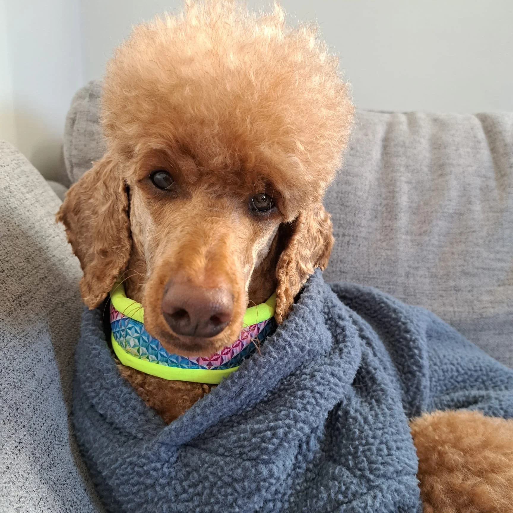 Hundefriseur Yveta 8.JPG