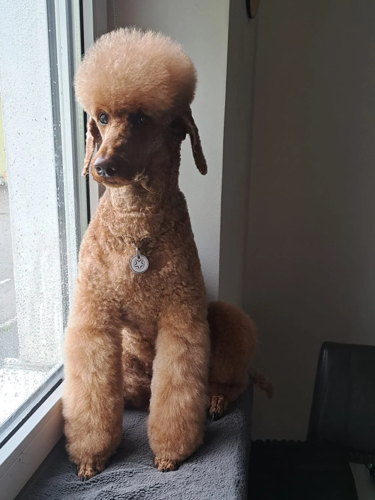 Hundefriseur+Yveta+15.png
