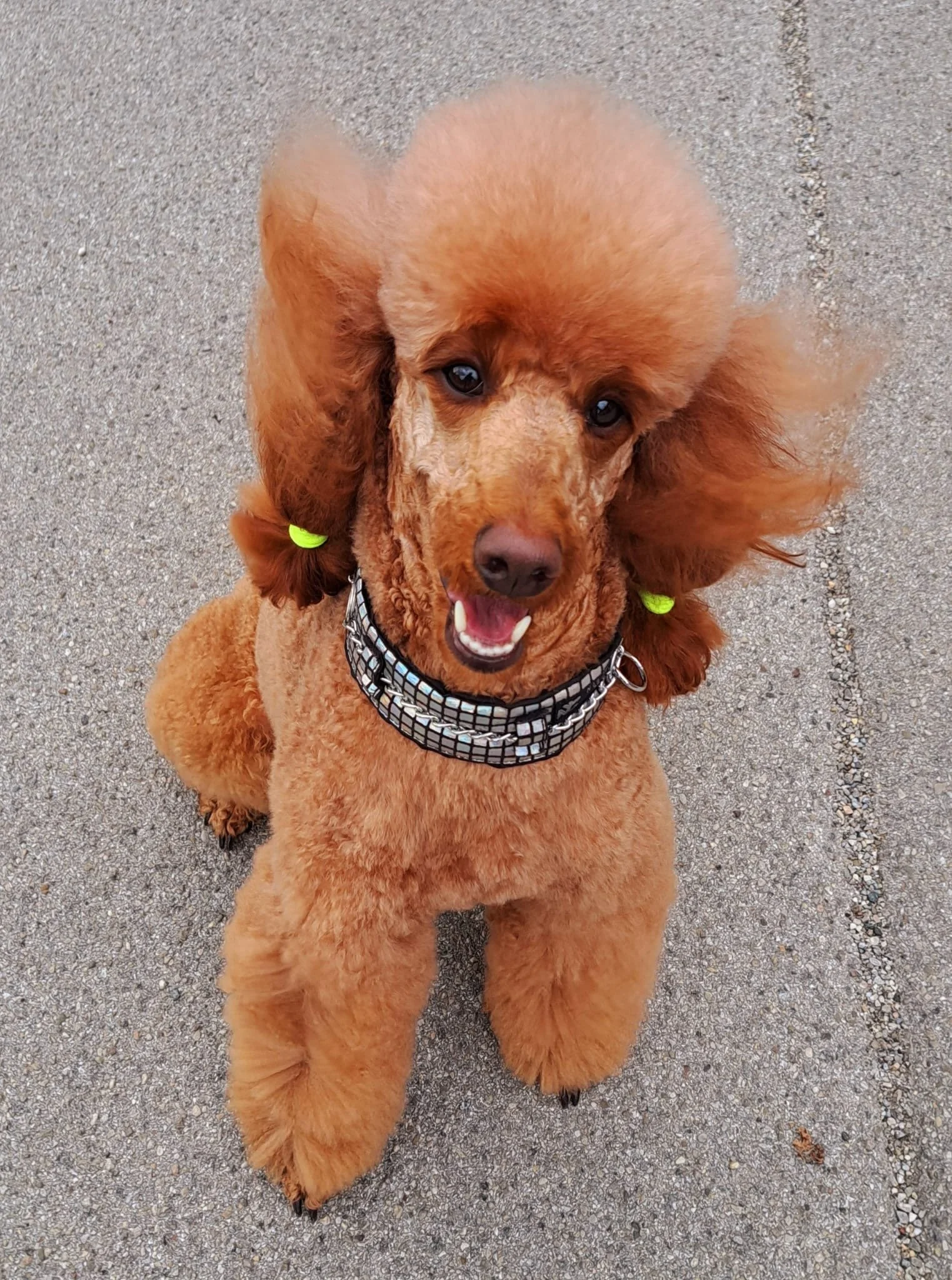 Hundefriseur Yveta 1.JPG