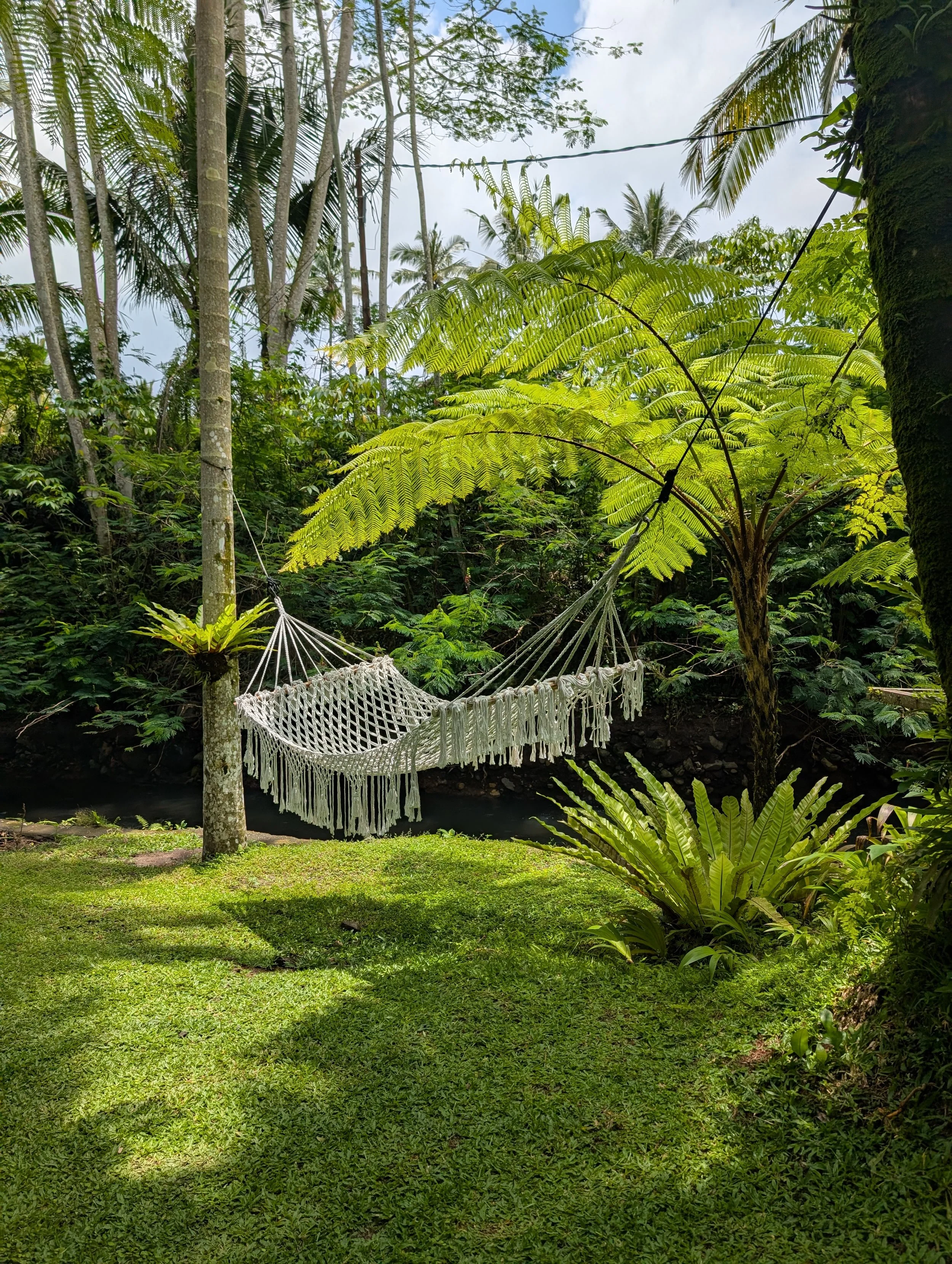 A hammock tied between two trees in a lush, tropical garden with green grass, trees, and large fern-like plants, with a small stream in the background under a cloudy sky.