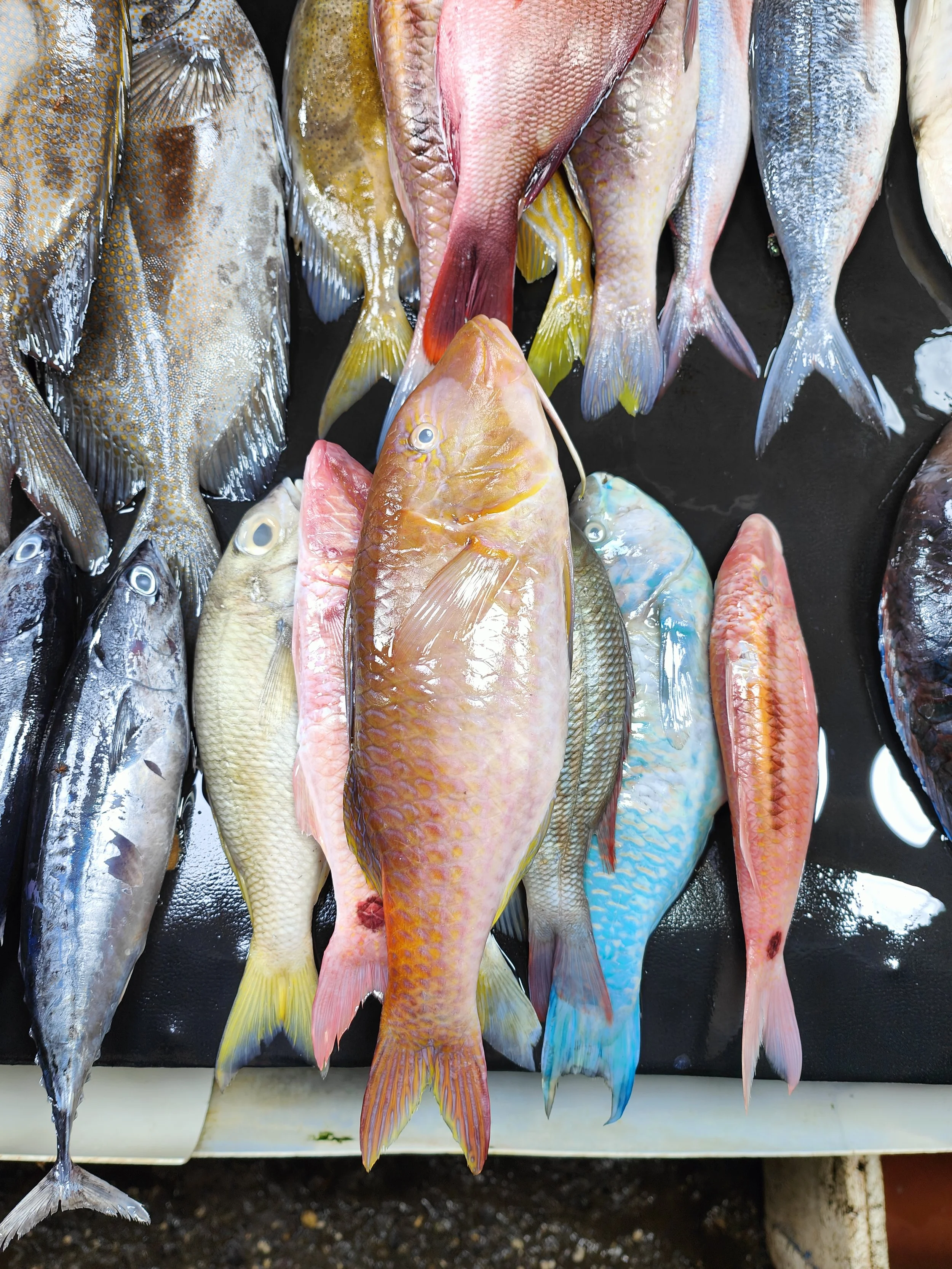 Colorful assortment of fresh fish displayed on a black surface in a market in Sumba.