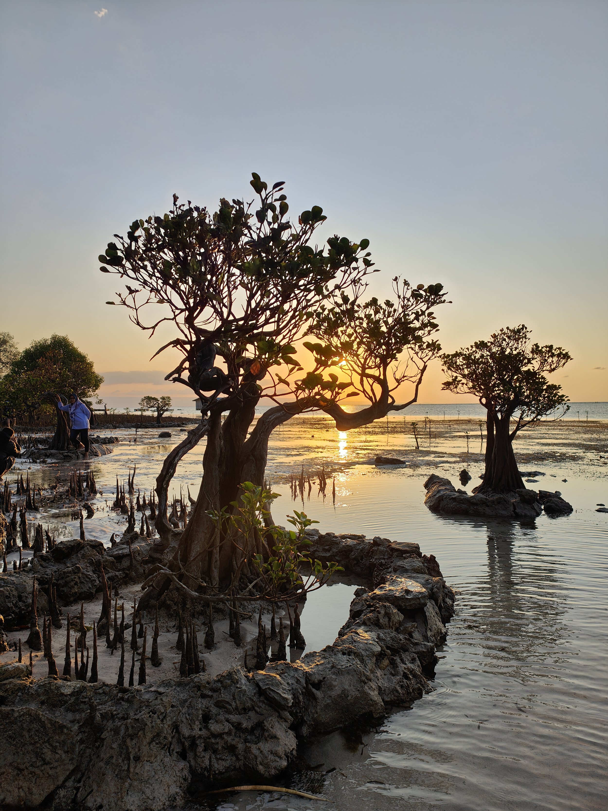 Sunset over a coastal area featuring mangrove trees with twisted branches and roots, calm water, rocks, and people exploring in the background.