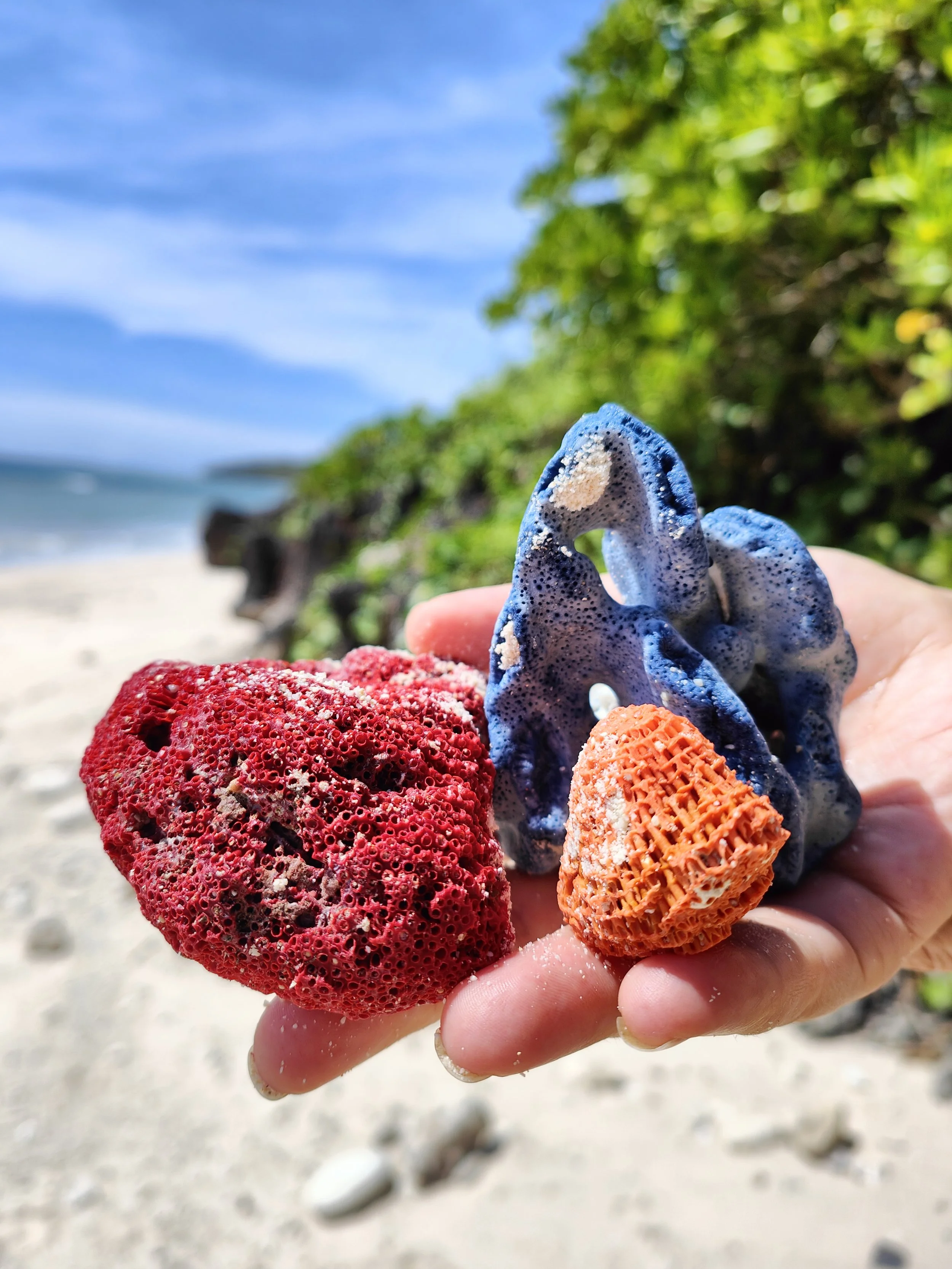 A hand holding three different pieces of colorful coral on a beach with sand, green foliage, and a blue sky with clouds in the background.