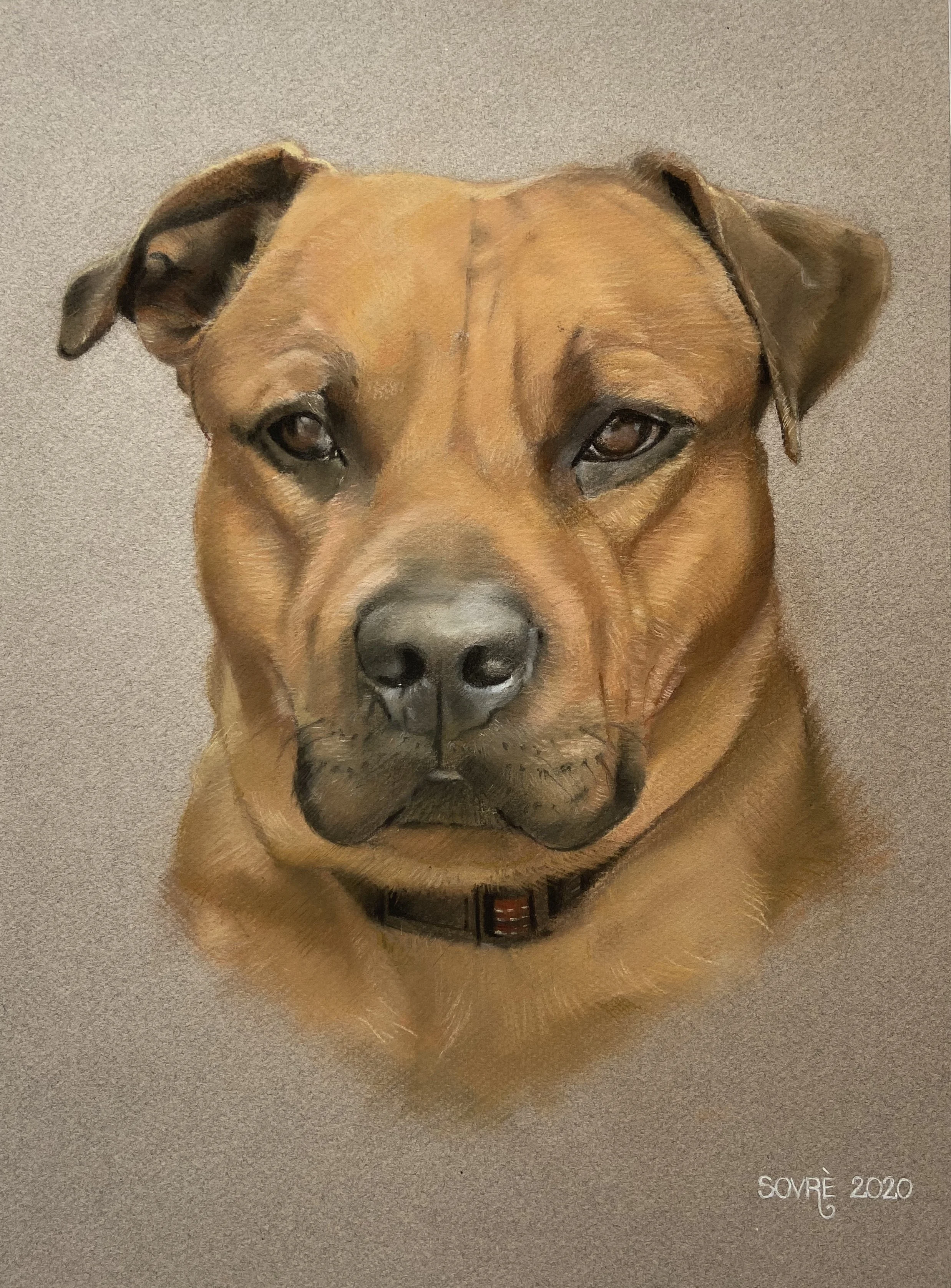 Portret domače živali v tehniki pastela