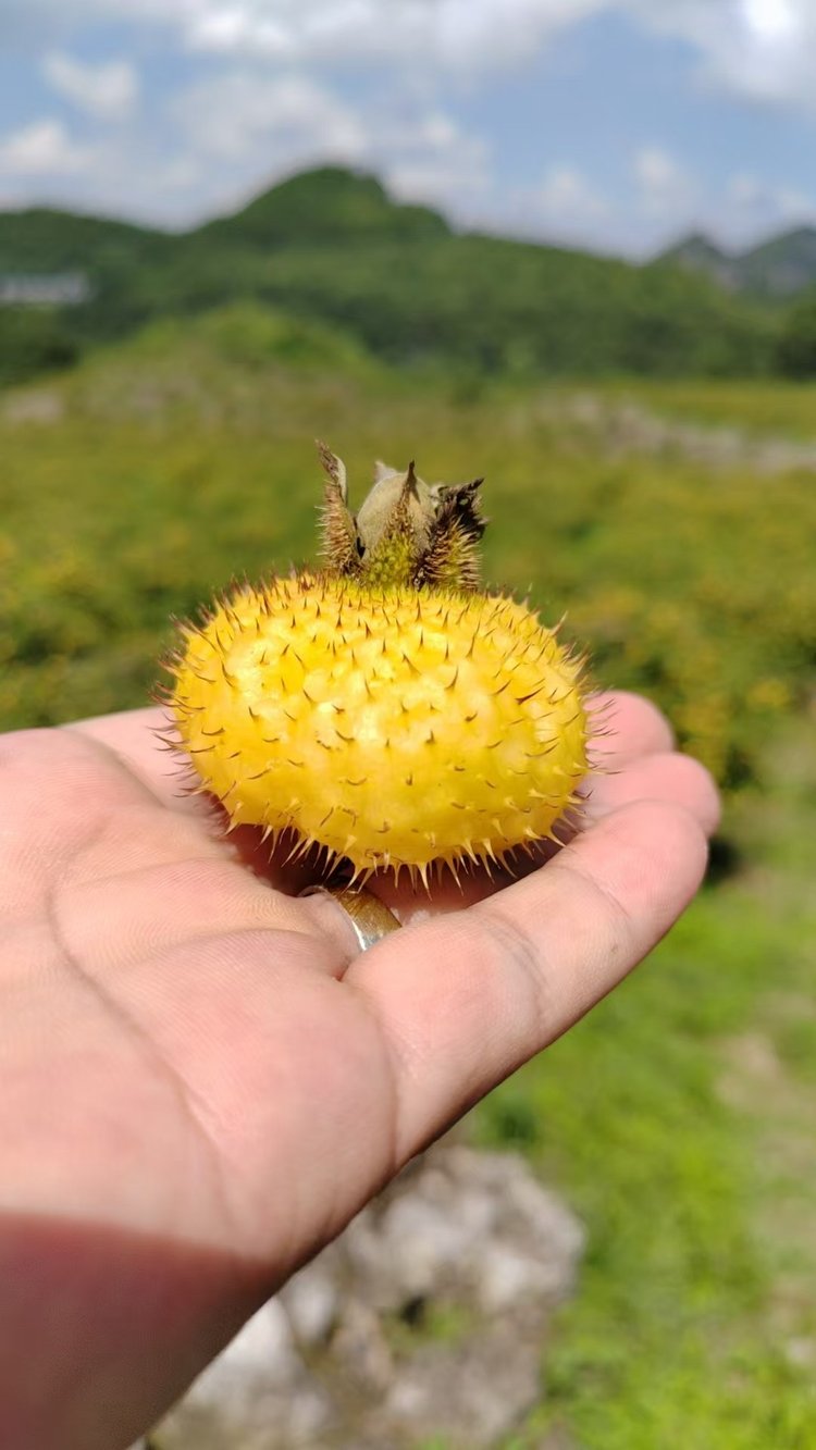 贵州刺梨鲜果