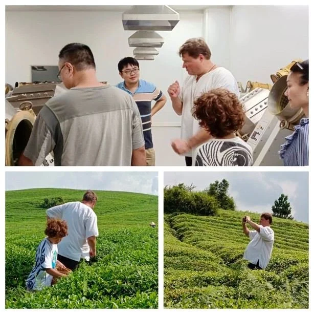 欧洲客户走访贵州茶厂与茶园 / European visitors at a Guizhou tea factory and garden