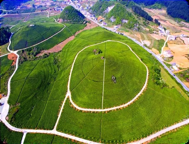 贵州茶山航拍：环形梯级茶园 / Aerial view of a circular terraced tea garden in Guizhou