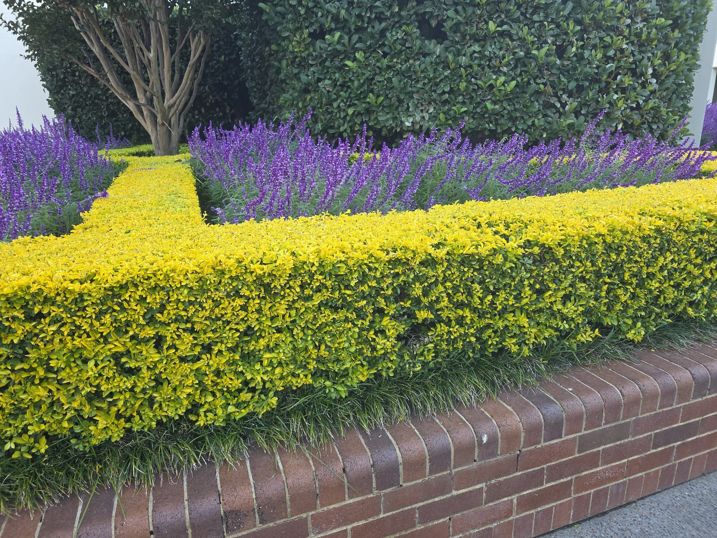 Landscaping Hedge Trimming
