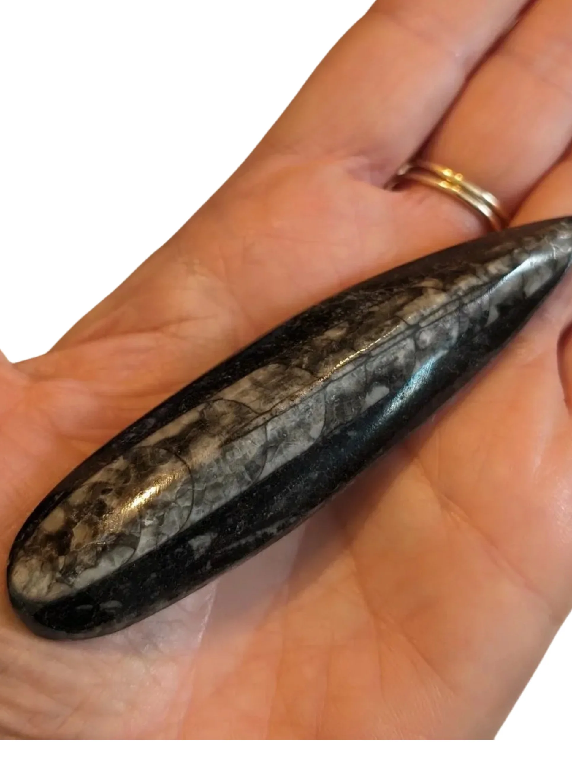 Studio-Project - 2026-01-06T084150.161.jpg