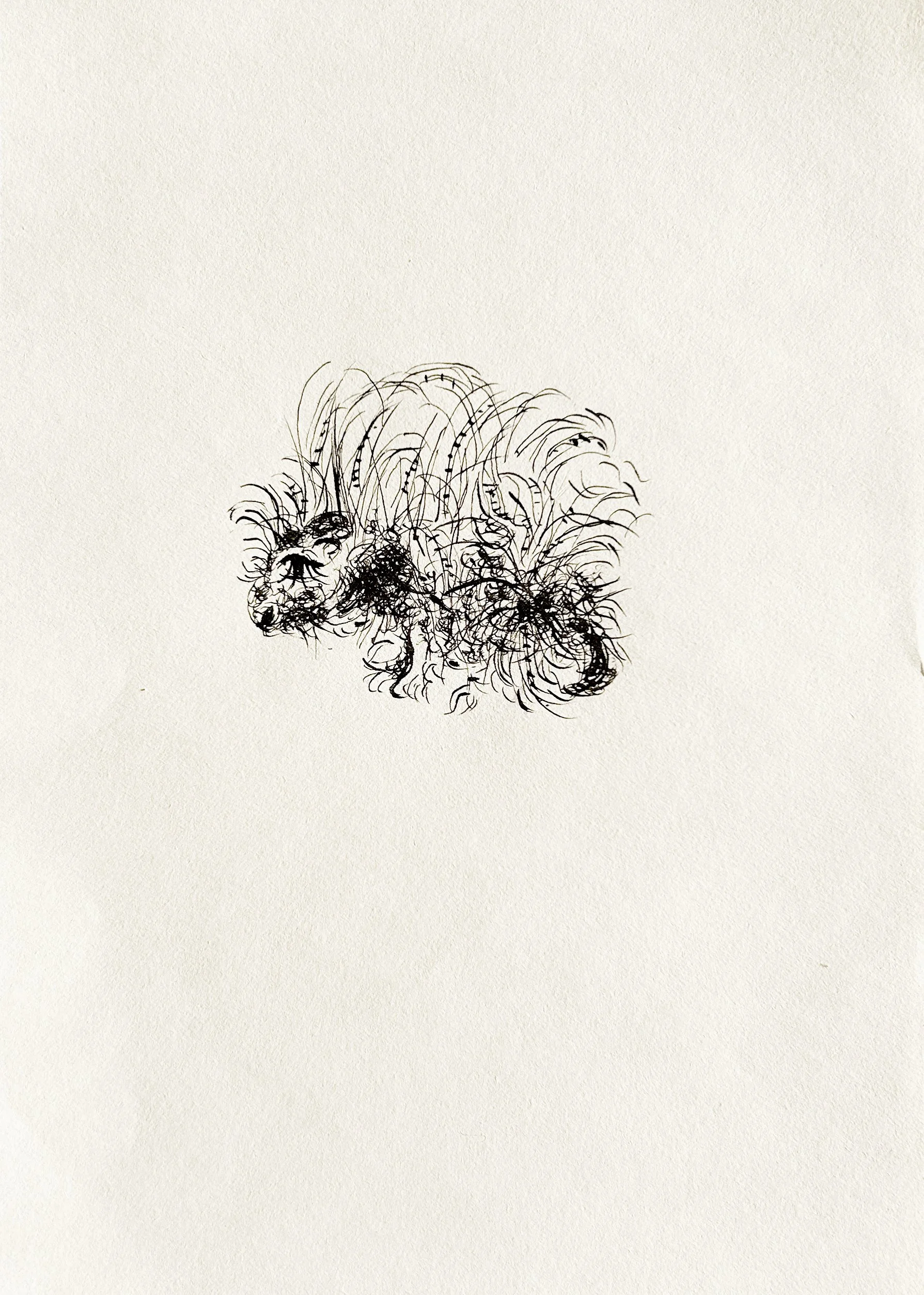  
 PORCUPINE 
 2025 
 Ink on paper 
 21 × 14.8 cm  |  8.3 × 5.8 in 
 Edition 
 