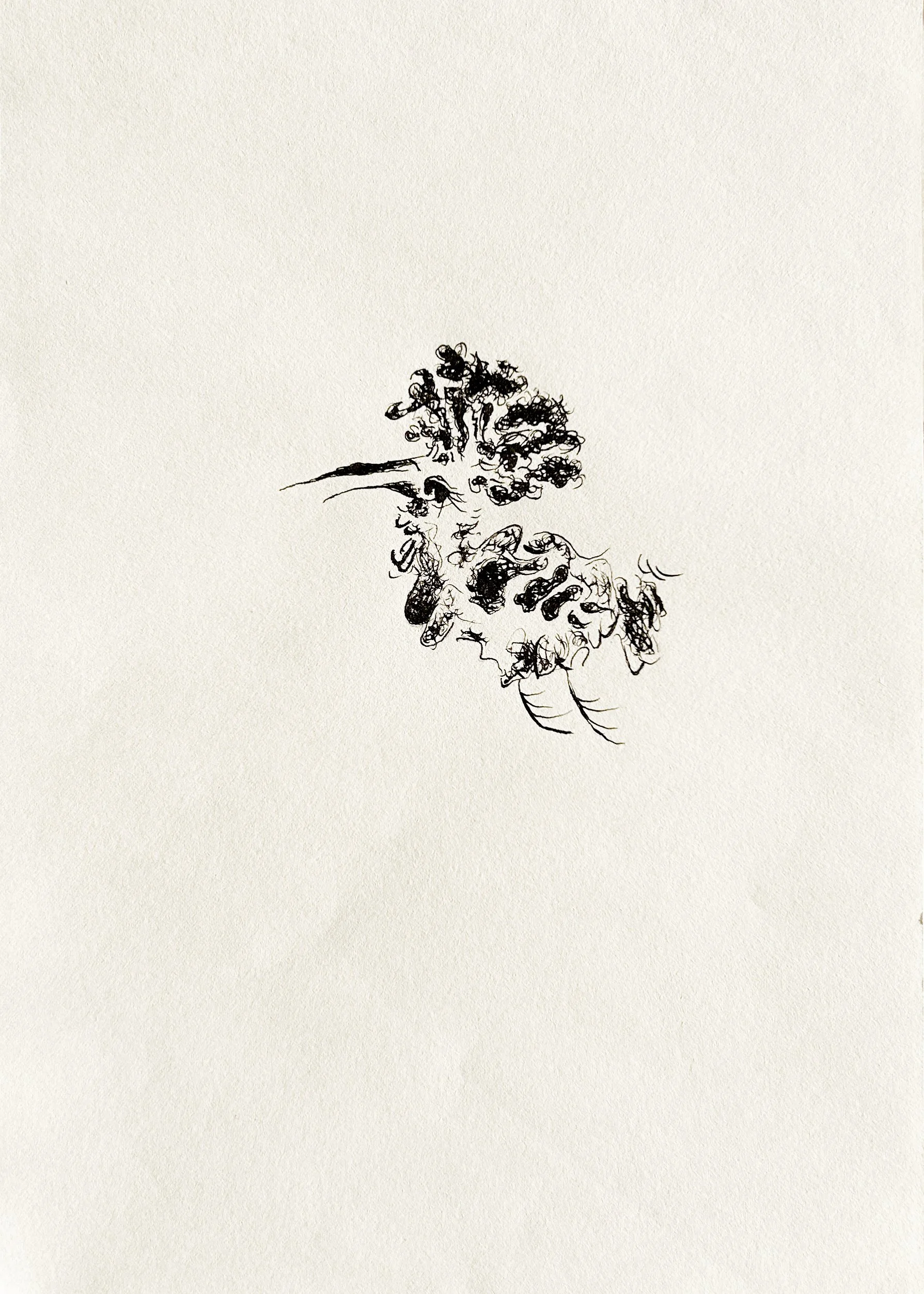  
 HOOPOE 
 2025 
 Ink on paper 
 21 × 14.8 cm  |  8.3 × 5.8 in 
 Edition 
 