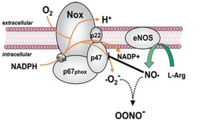Lunula laser targeting fungal toenail infections — non‑invasive antifungal laser therapy for onychomycosis, helps clear discolored nails and restores healthy growth; registered chiropodist at Canadian Foot Clinic & Orthotic Centre, St. Catharines.