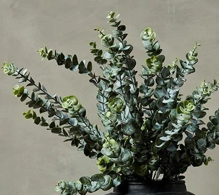 SILVER DOLLAR EUCALYPTUS