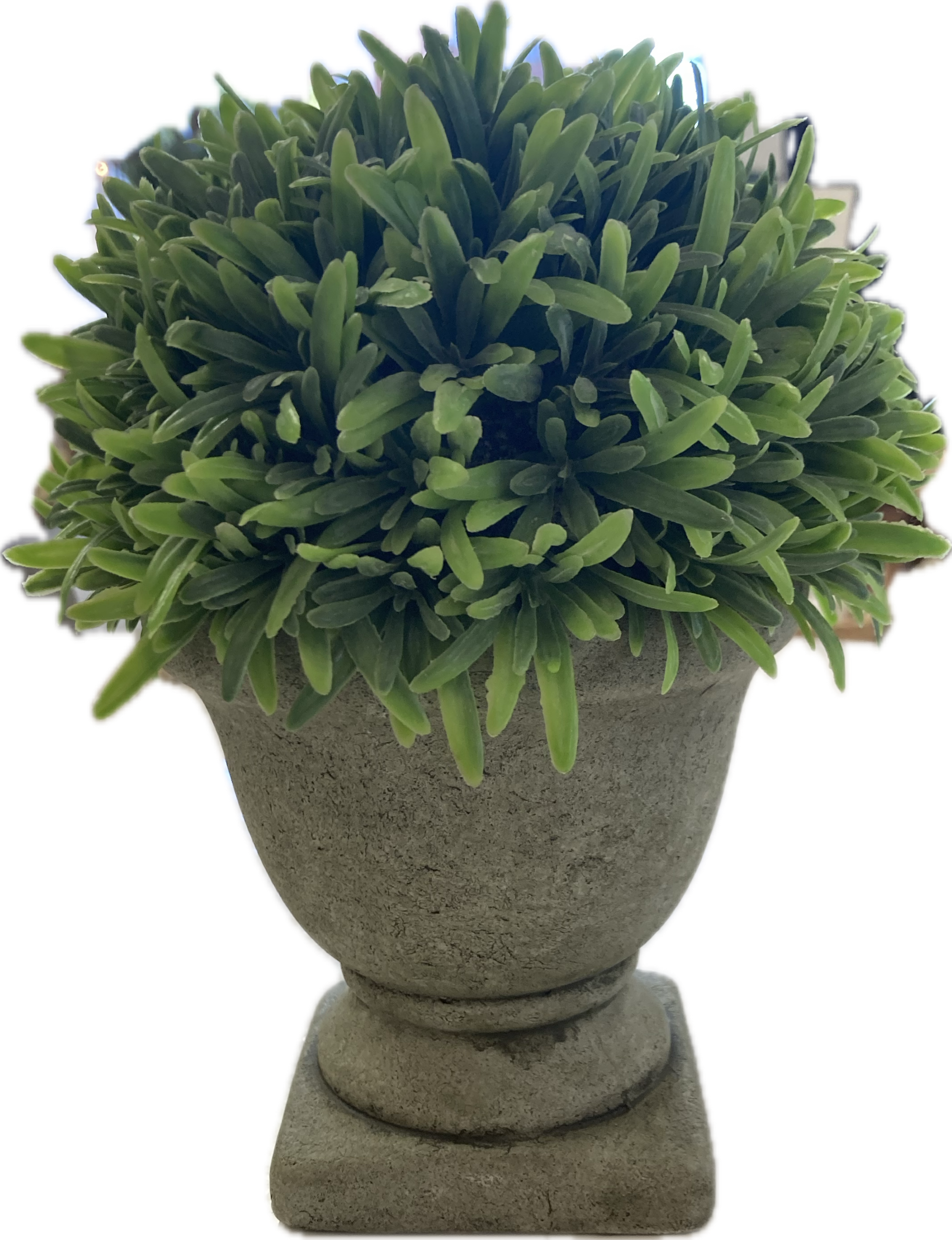 Bridget Beari Designs - Small Faux Topiary in Urn