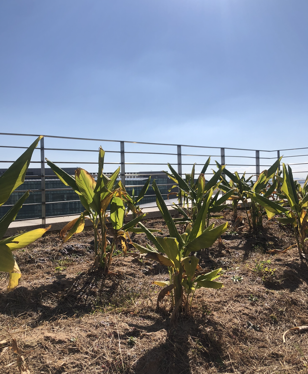 NDGC Rooftop Garden (2020)