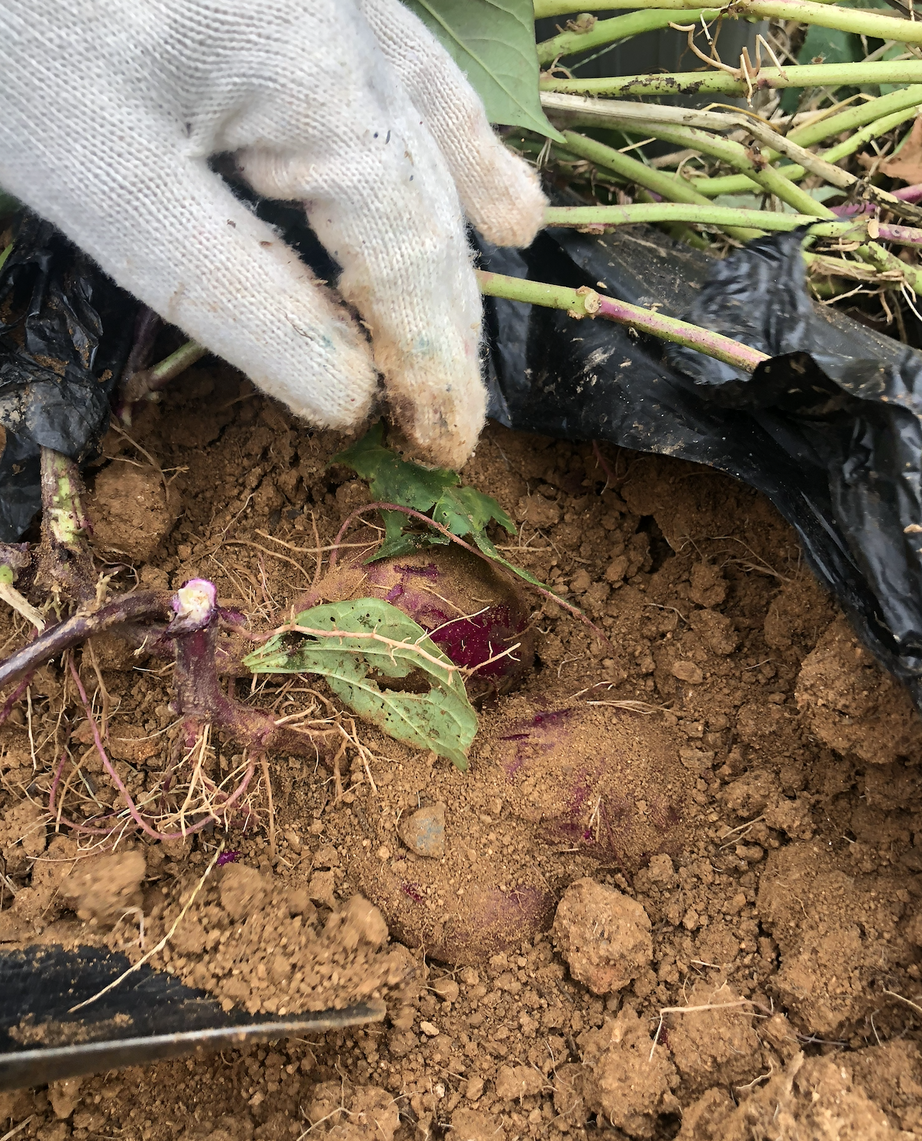 Harvesting Purple Potatoes