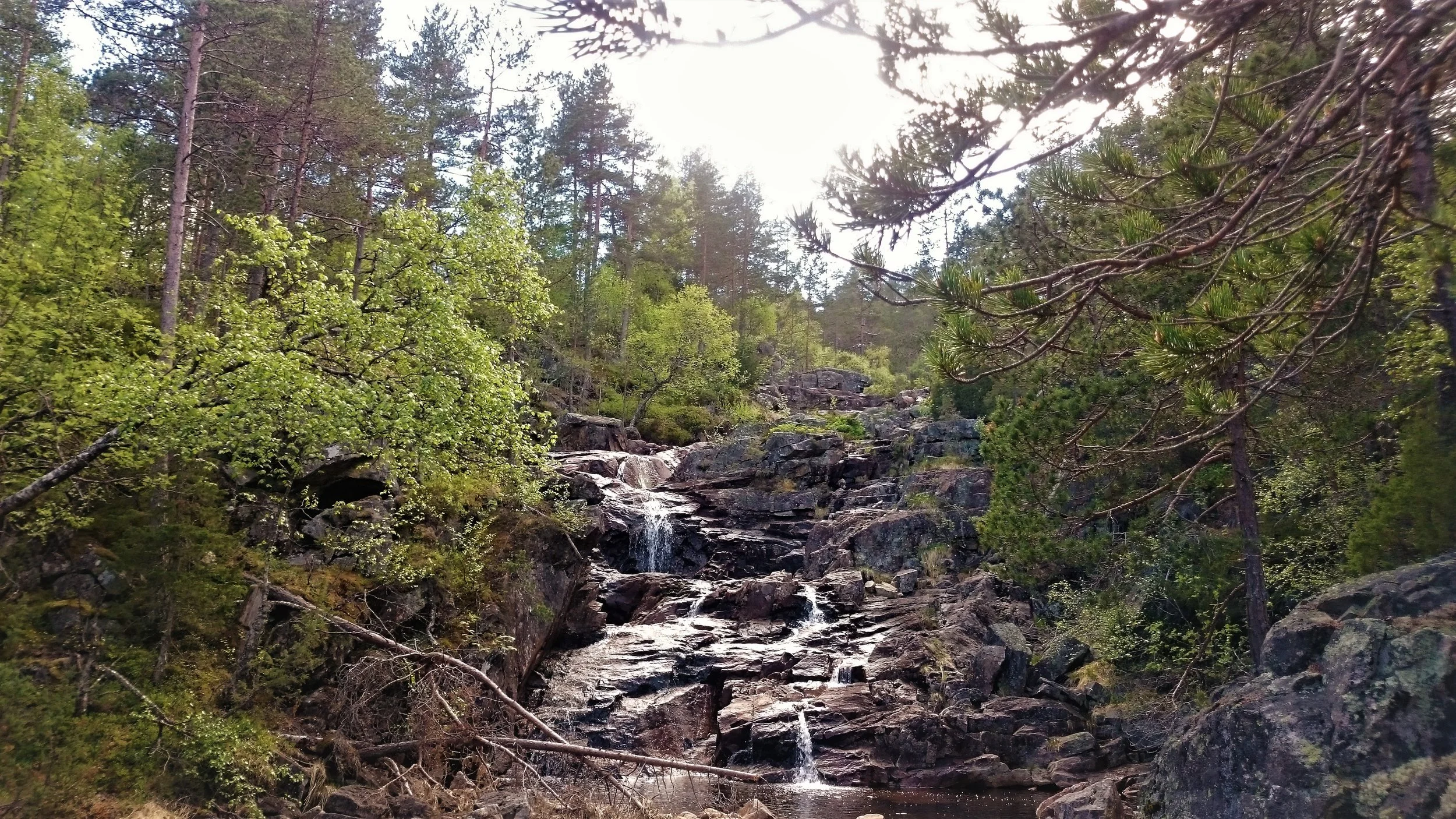 A small waterfall flowing over rocks in a lush green forest with tall pine trees and bright sunlight