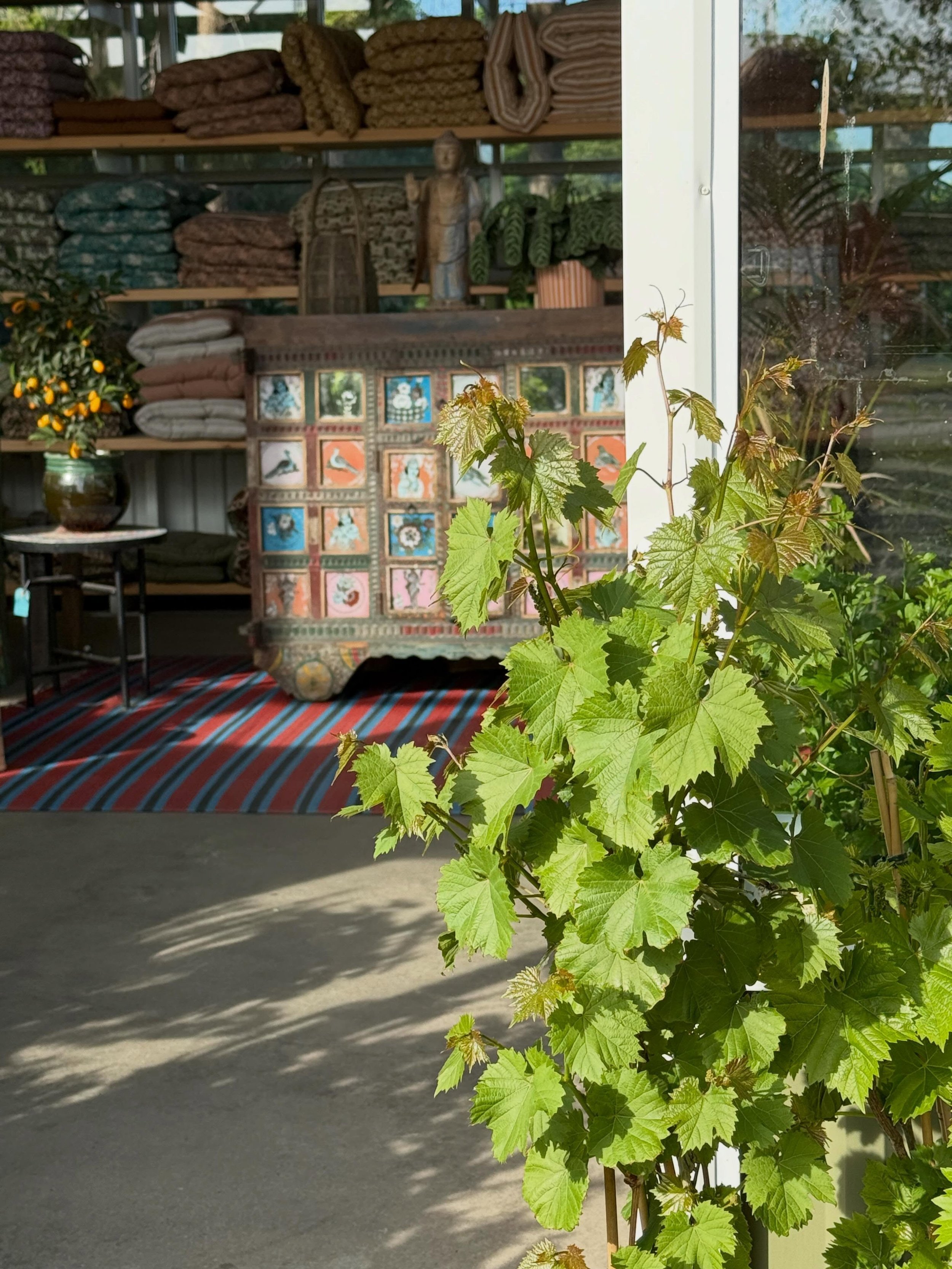 Tre sorters vin. Eller ja, n&auml;stan. 🍇

Nu har vi fyllt p&aring; med tre sorters vindruvor &ndash; bl&aring;, gr&ouml;na och r&ouml;da. S&ouml;ta, goda och redo att kl&auml;ttra mot v&auml;ggar, spalj&eacute;er och v&auml;xthus.

F&ouml;r dig som
