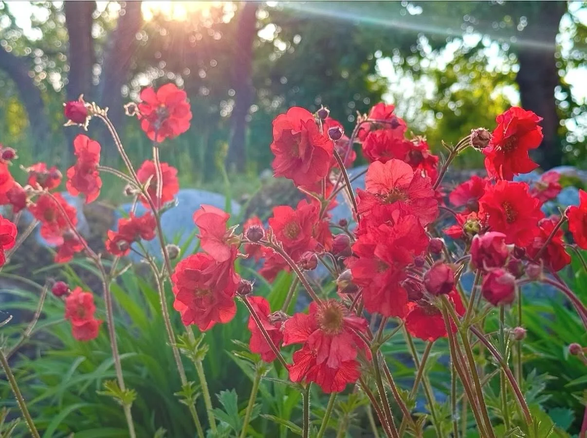 Praktnejlikrot &ndash; en av mina absoluta favoriter. 🌿

Lite vild, charmig och full av personlighet. Den blommar f&ouml;r fullt hemma hos mig just nu och sv&auml;var n&auml;stan ovanf&ouml;r rabatten med sina l&auml;tta blommor. En s&aring;dan d&au