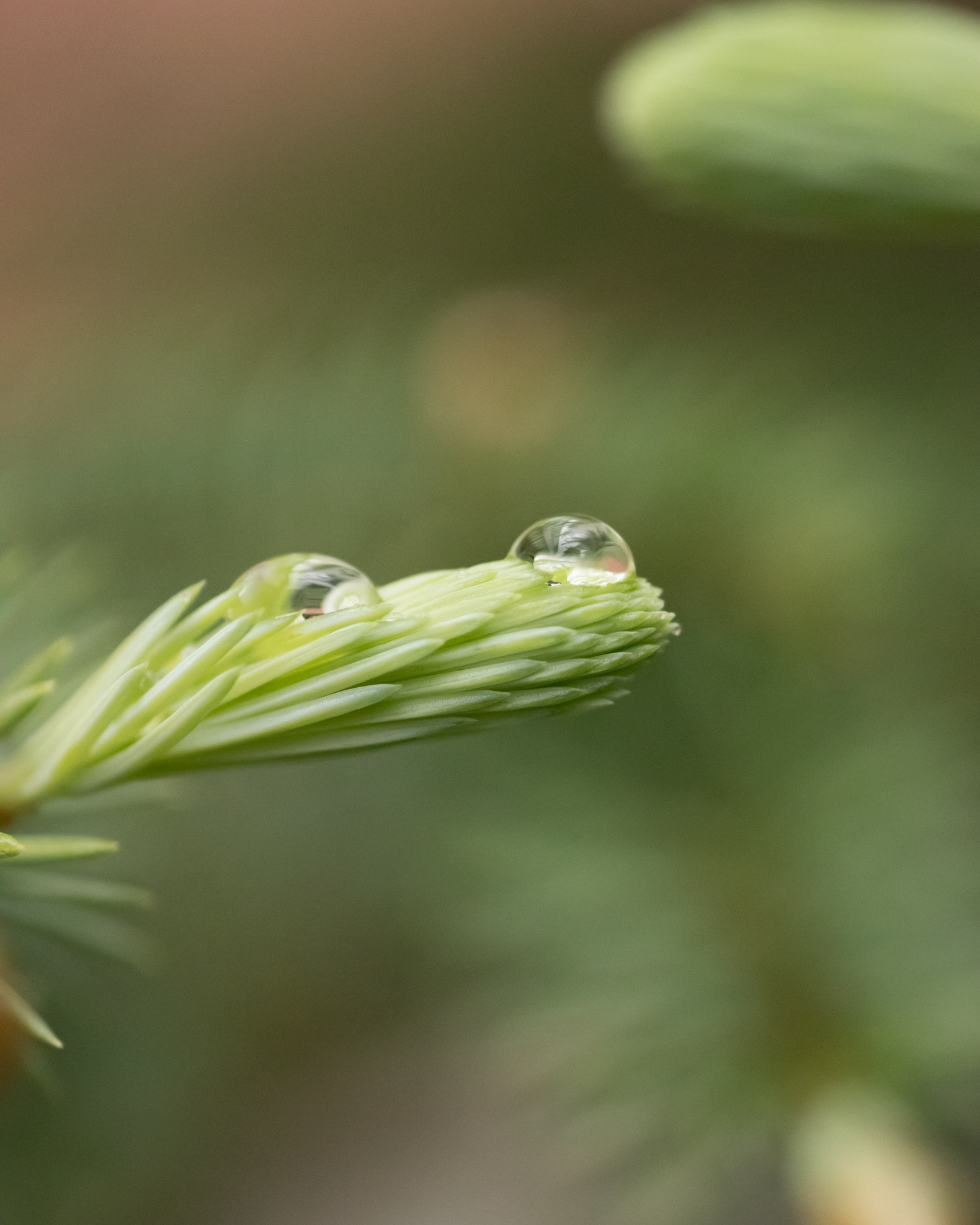 Gros plan sur des boutons de fleurs vertes avec des gouttes d'eau dessus.