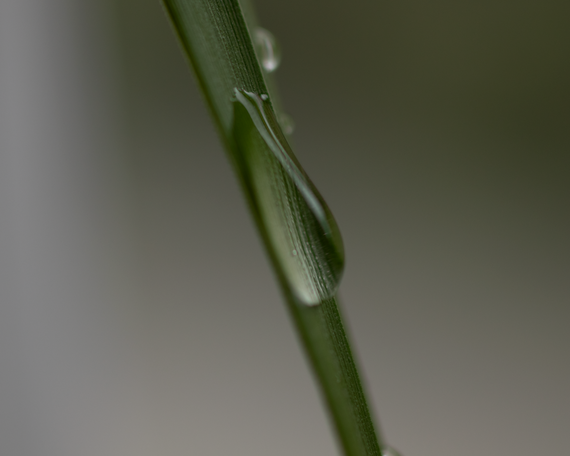 Goute d'eau suspendue à une fine tige d'herbe verte, macro
