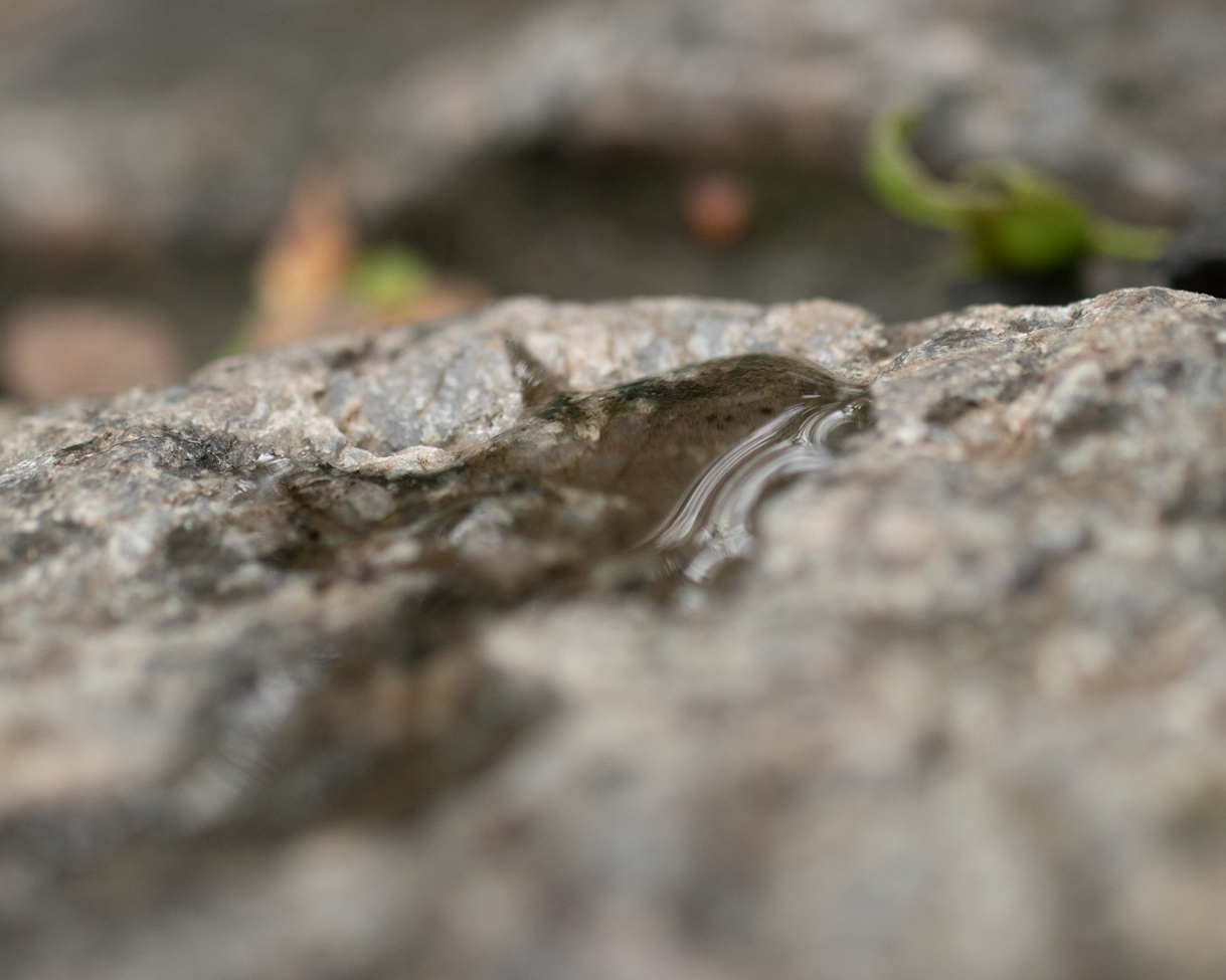 Goutte d'eau étalée sur une pierre