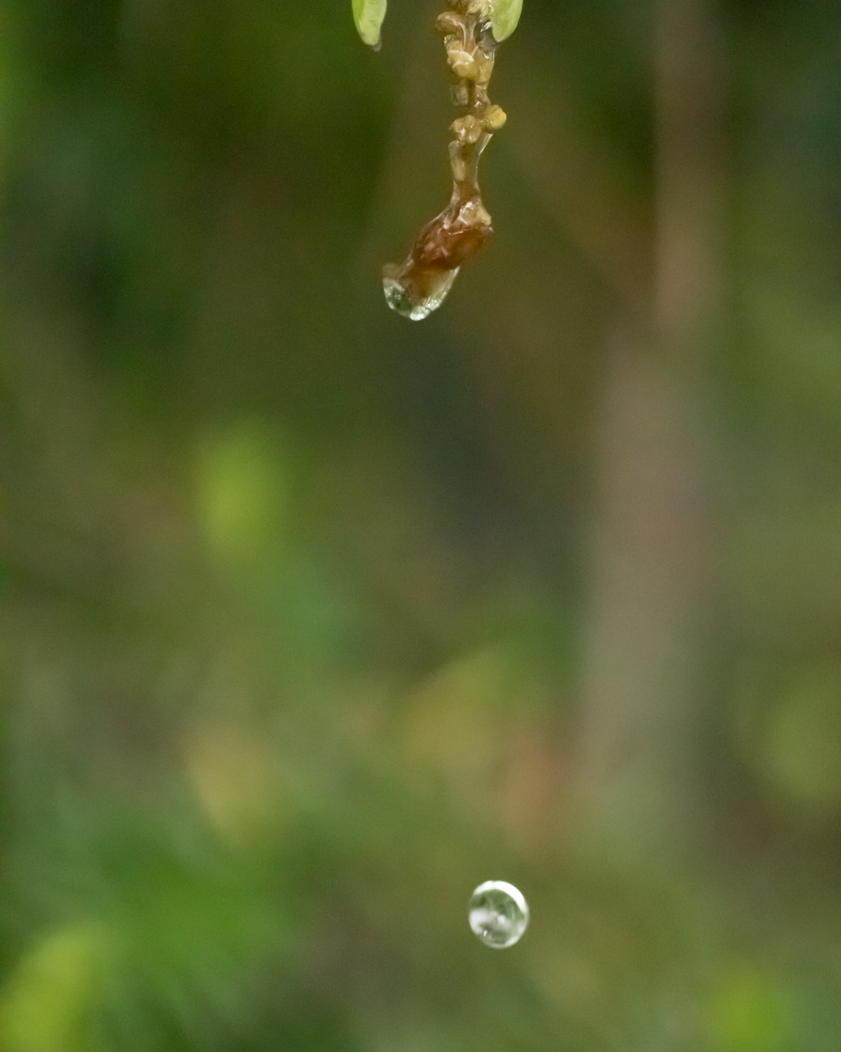 Goutte d'eau suspendue à une branche, avec un arrière-plan flou vert et marron.